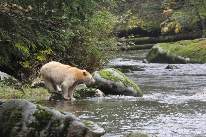 Canadians for the Great Bear send open letter to Premier Christy Clark