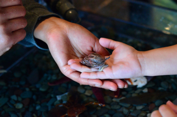 Sea snail.