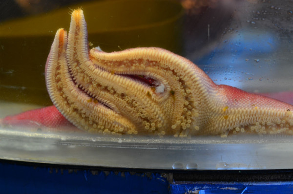 Starfish. Copyright: Petty Harbour Mini Aquarium 