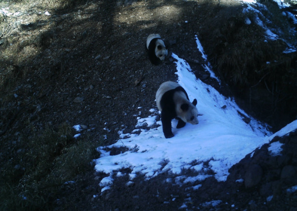 Giant Panda, China