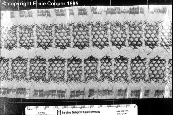 Elaphe taeniura skin.