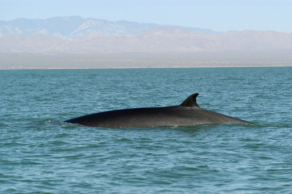 Rorqual commun, Mexique