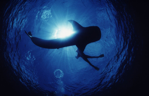 Whale shark (Rhincodon typus) seen from underwater with snorkler Indo-Pacific Ocean. © Jürgen Freund / WWF-Canon