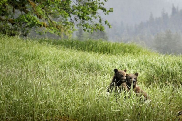 Grizzly bear cubs, Great Bear Rainforest, British Columbia, Canada