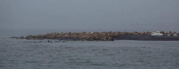 Ours polaire et morses