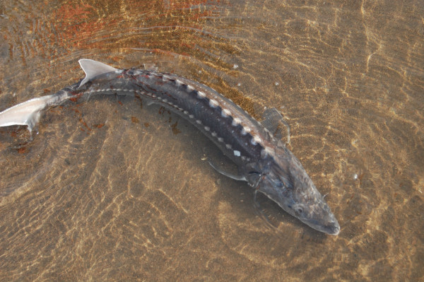A rare juvenile Nechako white sturgeon is released back into the Nechako River during the fall juvenile index program.  Nechako white sturgeon are experiencing recruitment failure meaning that there are few young sturgeon to replace the aging population.” © NWSRI / Carrier Sekani Tribal Council 