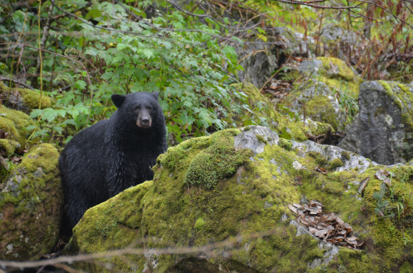 ©Steph Morgan / WWF-Canada
