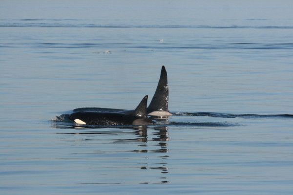 Killer whale, British Columbia, Canada