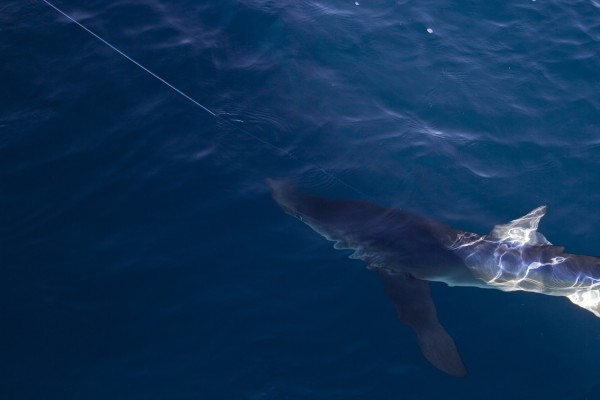 Blue Shark