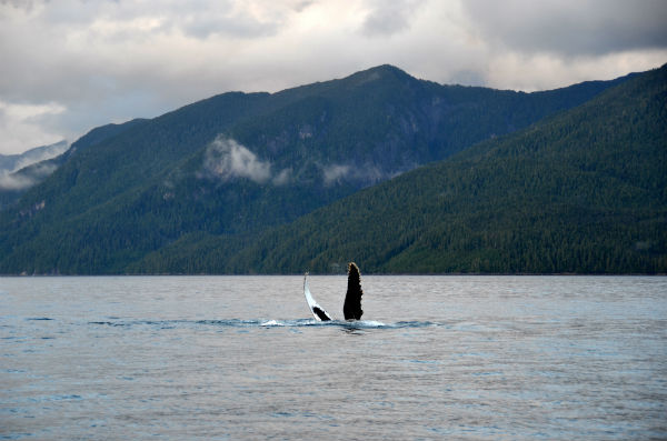 A playful humpback whale shows off its pectoral fins (belly up!) near Hartley Bay. ©Steph Morgan