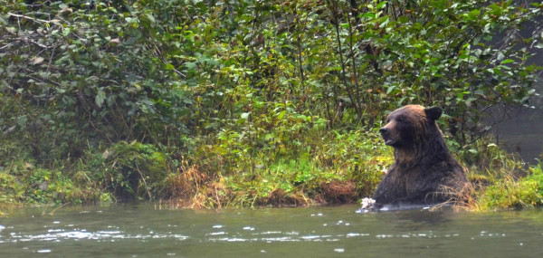 A Grizzly bear munches on some salmon in misty Khutze Inlet.  ©Steph Morgan