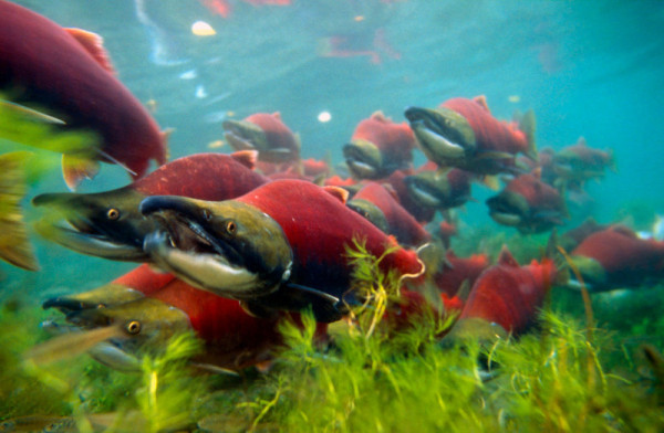 Sockeye salmons (Oncorhynchus nerka), adults migrating up the Adams River to spawn. B.C. Canada © Michel Roggo / WWF-Canon