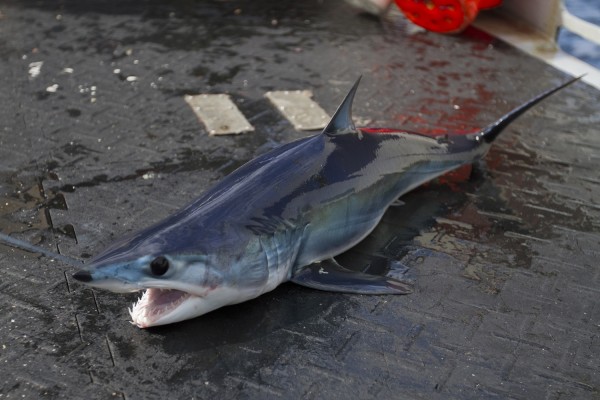 juvenile shortfin mako