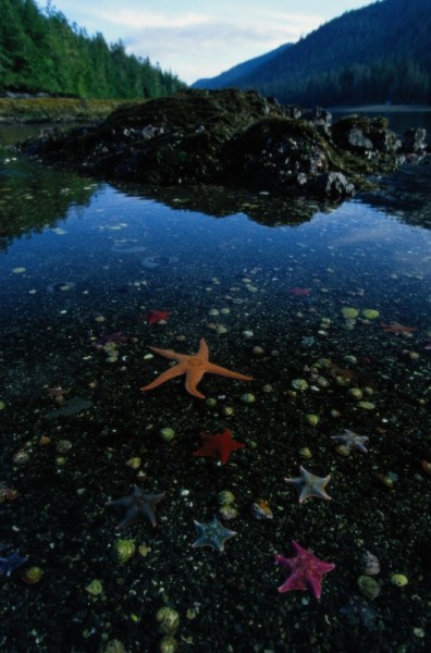 Sea stars, Haida Gwaii (Queen Charlotte Islands), British Columbia, Canada.
