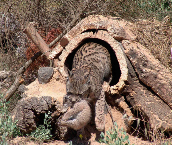 Iberian lynx (Lynx pardinus) "Sila" carrying one of her two newborn cubs ("Brisa")  "Sila" is one of the females for the Spanish captive breeding program of the Iberian Lynx in the Coto Doñana National Park, Spain.  The birth of the two cubs in May 2005 was considered a major success of this national programme.  © WWF/Ministerio  de Medioambiente y Junta de Andalucia