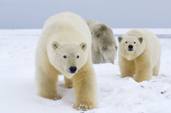 Polar bear 