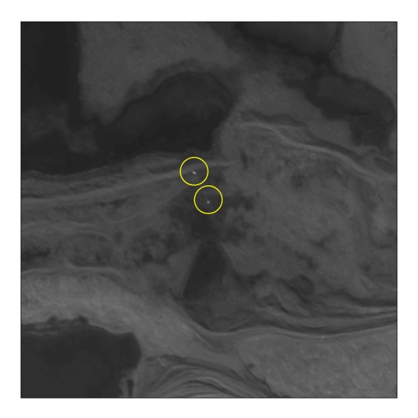 High resolution satellite imagery used to detect polar bears on Rowley Island in Foxe Basin, Nunavut during late summer, 2012. Polar bears are circled in yellow. Imagery courtesy of Digital Globe, Inc. ©2012
