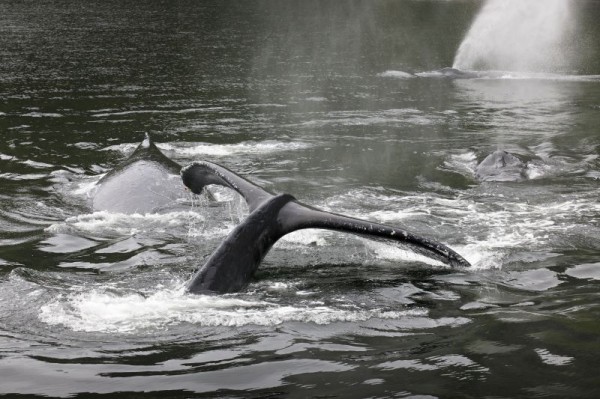 Several Humpback whales (Megaptera novaeangliae) surfacing after abandonning a bubble net east of Promise Island, Great Bear Rainforest, British Columbia, Canada. © Andrew S. Wright  / WWF-Canada