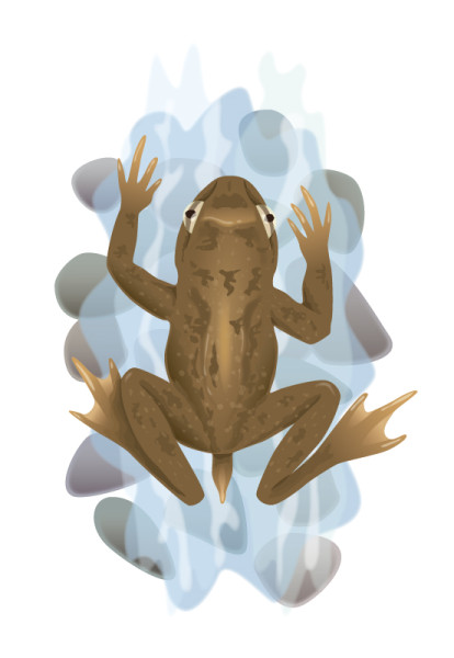 tailed frog