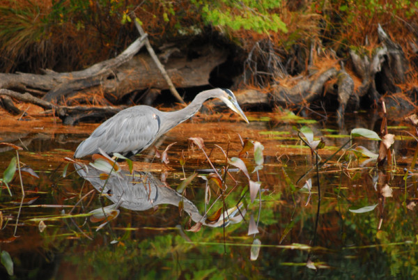 blue heron