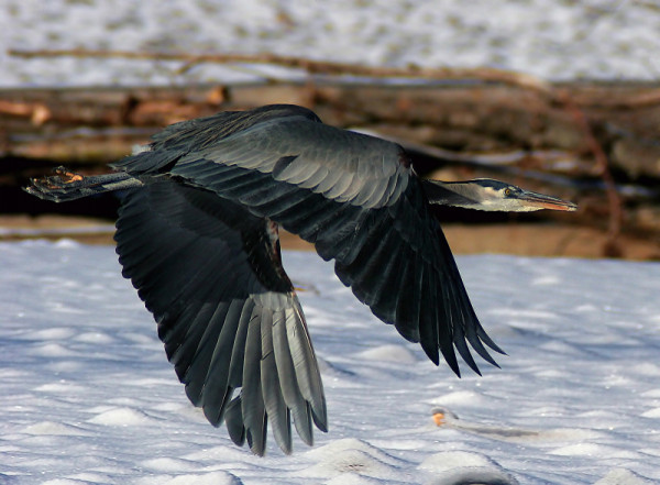 blue heron