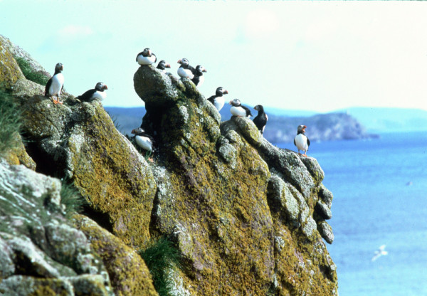 Atlantic puffin (Fratercula arctica); Witless Bay Ecological Reserve, Newfoundland, Canada