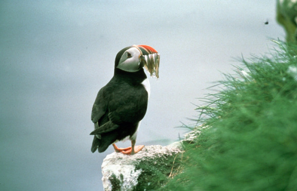 puffin