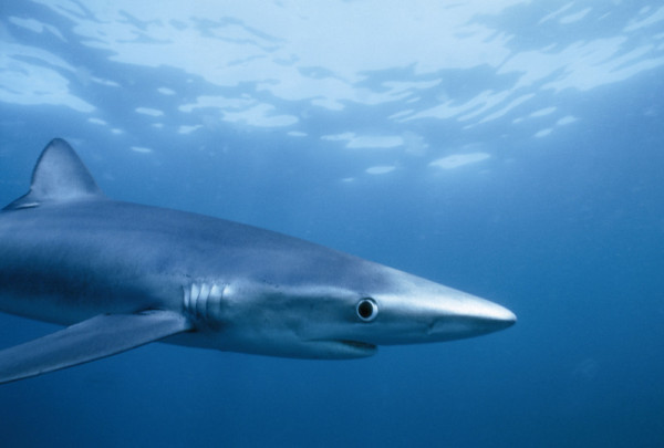 blue shark