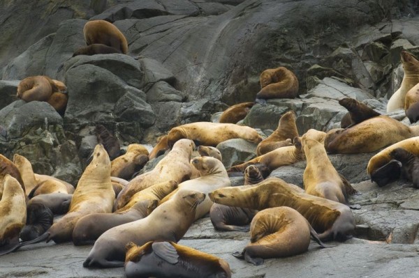 Sea lions