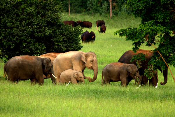 Asian elephants