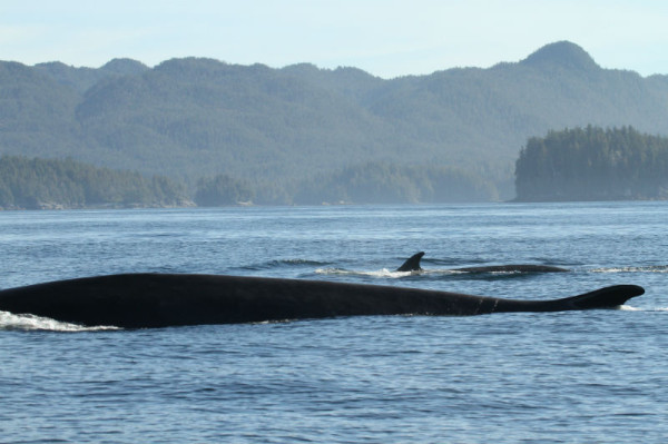 FinWhale