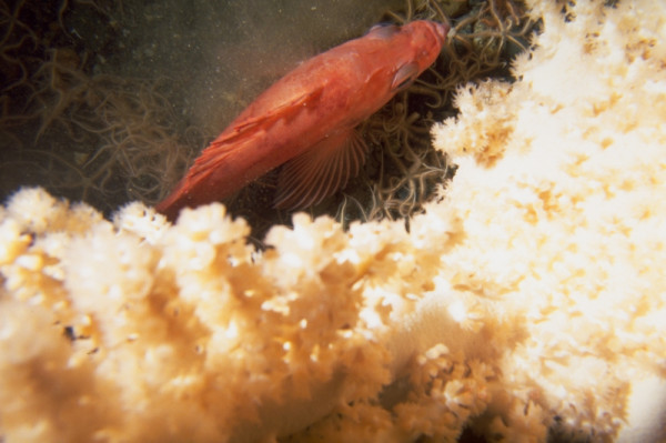 Gorgonian Coral and Redfish like this are found in the Gully.  © Don GORDON / WWF-Canada