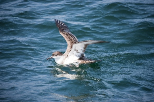 Great Shearwater, Bay of Fundy, New Brunswick, Canada.