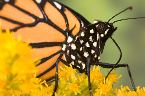 Monarch butterfly