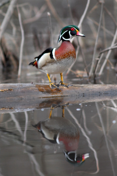 Wood duck, New York, USA
