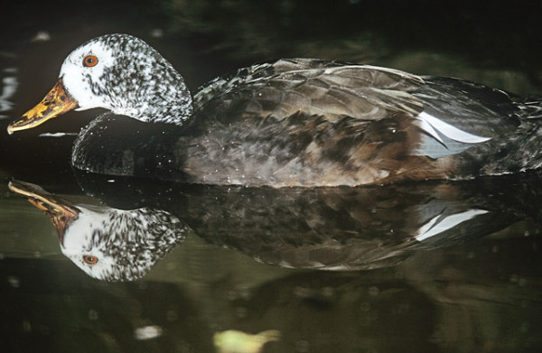 White-winged wood duck