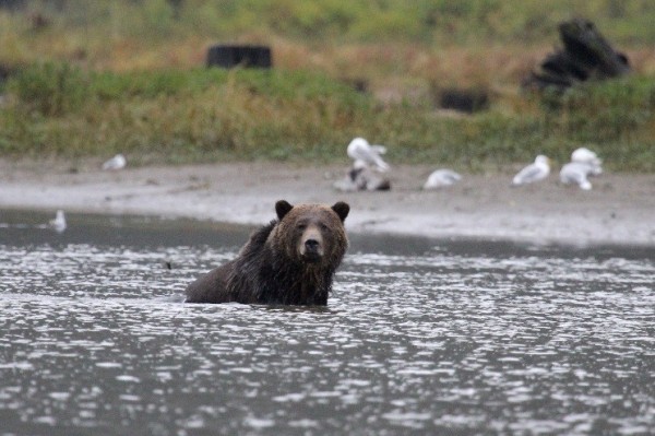 grizzly
