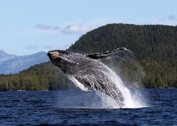 humpback whale