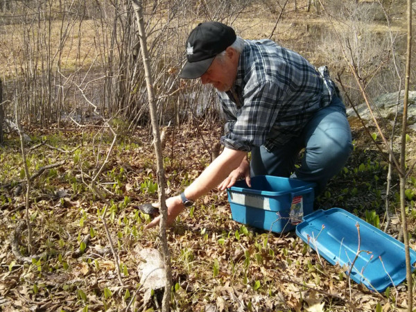 WWF’s Monte Hummel releasing a juvenile Blanding’s turtle that was successfully rehabilitated at the Kawartha Turtle Trauma Centre 2)©Emily Giles/WWF-Canada