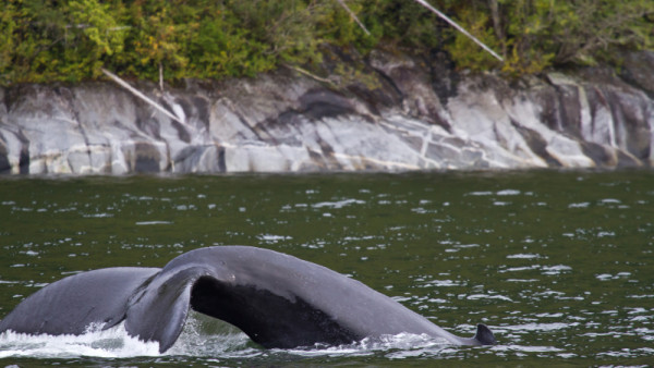 humpback whale