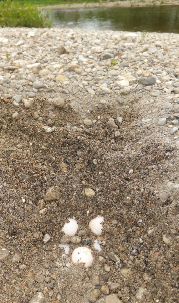 The first spiny softshell nest of 2014 discovered by the UTRCA © Scott D. Gillingwater