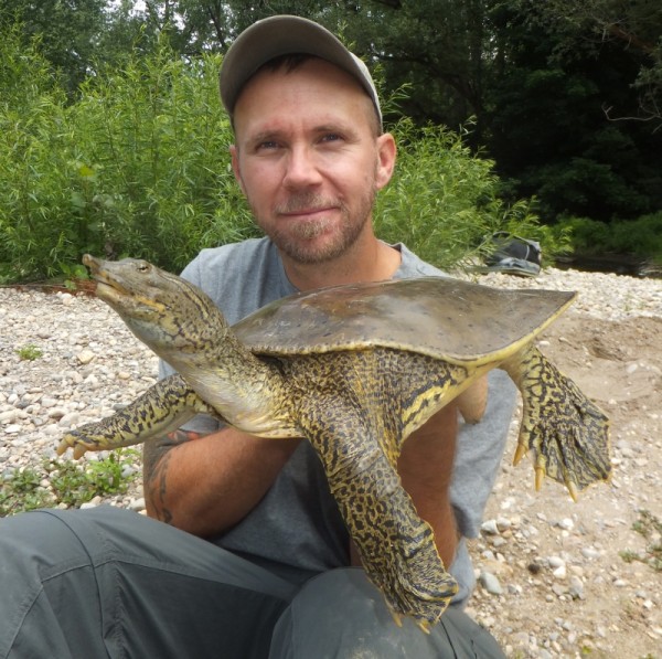 Adult female spiny softshell turtle about to be released © Kaela M. Paddick