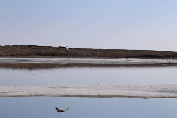 A kingalik (King Eider) lands among the open leads in the ice south of Sachs Harbour, NWT. ©Dan Slavik/WWF-Canada