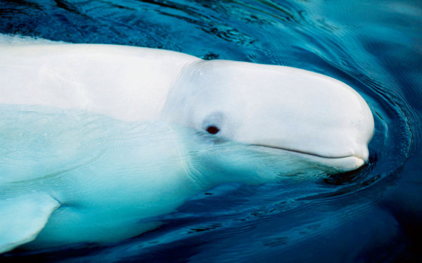 A beluga whale in the Arctic Ocean  © Kevin Schafer / WWF-Canon