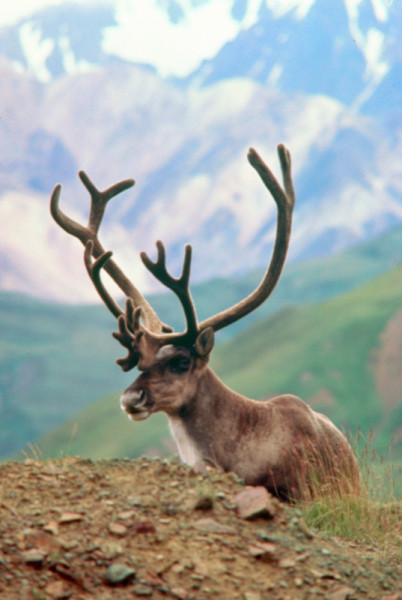 Caribou (Rangifer tarandus) in the mountains of Kluane National Park, Yukon, Canada © Mark HOBSON / WWF-Canada