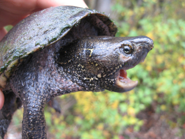 Adult Stinkpot Turtle (Sternotherus odoratus) near the Ottawa River, Quebec, Canada © D. RODRIGUE / WWF-Canada