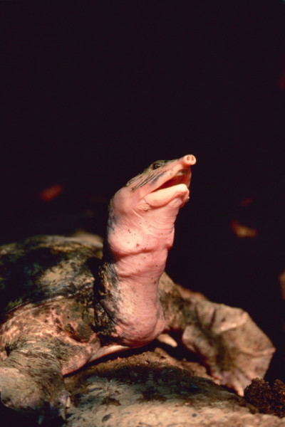 Eastern spiny softshell turtle (Apalone spinifera), Canada. © J. D. Taylor / WWF-Canada