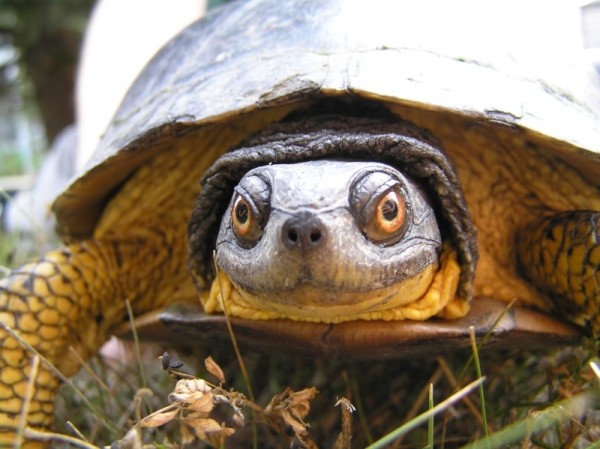 Close up of a Blandings turtle (Emydoidea blandingii).  Blanding turtles are listed as threatened species in the province of Ontario © Nicole RICHARDS / WWF-Canada