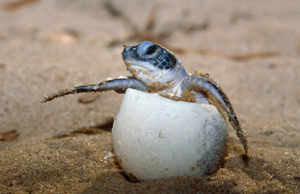 Baby Green Turtle (Chelonia mydas) hatchling breaking out of its egg in Mapo Beach, French Guiana © Roger Leguen / WWF-Canon