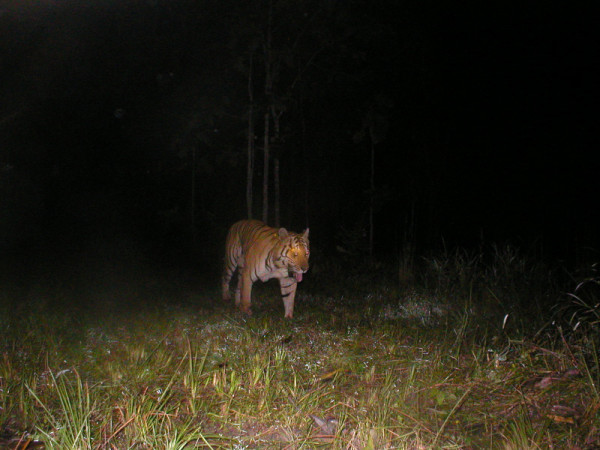 This is the last tiger photographed in Cambodia. It was taken in 2007, by camera trap Mondulkiri Protected Forest. Lack of tiger signs suggests tigers are very rare in Cambodia. © Cambodia WWF/FA